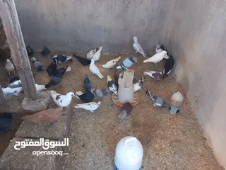  1 حمام للبيع نخب اول