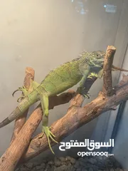  1 اغوانا الخضراء green iguana