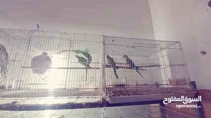  30 BIRDS FOR SALE