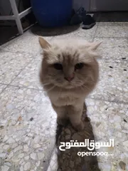  3 قط هملايا للتبني