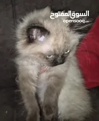  10 قطط ذكور عمر 3 اشهر واحد همالايا شوكليت بلو بوينت وواحد بريتش ريد عيون خضراء والاتنين شعر طويل ناعم