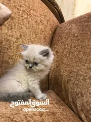  2 قطة انثى عمر شهر ونص
