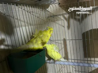  10 كوم طيور حب هوجو شغاله