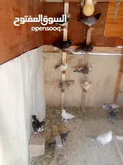  3 حمام للبيع
