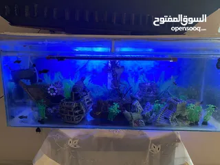  2 حواض سمك للبيع