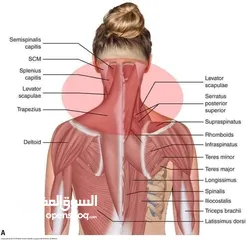  3 مدرب لياقه بدنيه وبناء أجسام ومدرب سباحه
