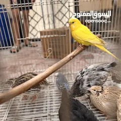  4 birds for sale