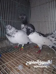  2 حمام بكستاني للبيع  العدد 7 حبات  