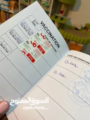  2 قط ذكر شيرازي بيور