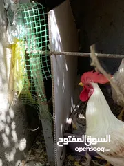  3 زوج دجاج عرب للبيع