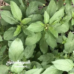  6 ملوووخيه جاهزه للطبخ او تفريزززز فرم على اليد ناعممم السعر حسب الكميه المطلوبه