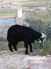  1 خاروف وعبوره عمر سنه و4 شهور تقريبا عز المقنوه