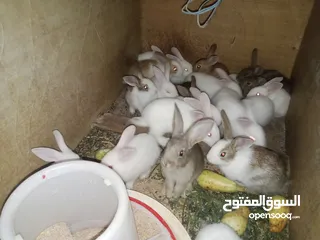 5 أرانب للبيع