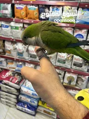  3 كويكر الراهب ببغاء أسطورة (طائر أوروبا المدلل) اليف متكلم هدد راقص لعوب متفاعل تابع الوصف