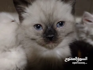  4 قطط للبيع السعار مشكله