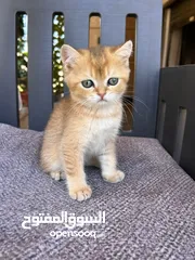  4 قطط سكوتش فولد للبيع