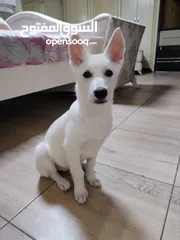  2 female White husky 3 months old