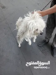  1 كلب للبيع في عمان