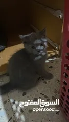  4 قطط منزلية جميلة للبيع – نظيفة وصحية Turkish Angora