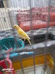  1 صلات النبي كوم كنار للبيع صحه ونضافه والوان بجنن