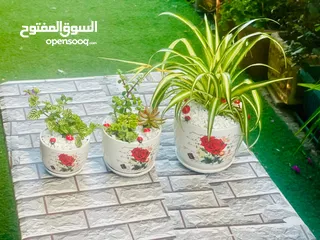  1 توزيعات للمناسبات والهدايا  وقواوير زينة داخل المنزل