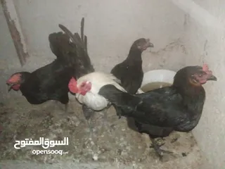  5 دجاج بلدي بياض للبيع