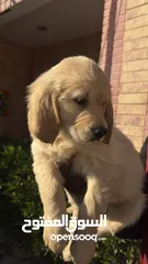  28 للبيع جولدن ريتريڤر for Sale Golden Retriever