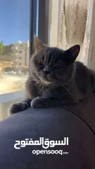  1 قط برتش ذكر بجنن واليف جدا للبيع