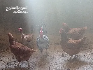  3 دجاج بلدي ابو رقيبه ودجاج لوهمان احمر  وبياظ