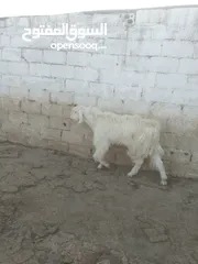  1 تيس ابيض حليب ......