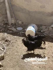 19 ديوك لمبرجيني و صيصان صحة و نظافة  بلدي للبيع
