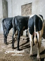  2 عجول برازيلي علف بلدي افضل تصافي لحم سوبر