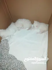  8 كتن للبيع مكس بلصلاه ع النبي جاهزات لبيتهم الجديد متعودات ع الدراي فود واللتر بوكس والبيع لغيرالتجار