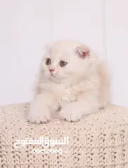  1 بسم الله الرحمن الرحيم،  متاح قطط سكوتش فولد وستريت بيور المهتم يشوف الوصف...