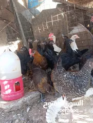  6 طيور للبيع بغرض نقل مكان السكن