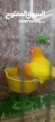  5 طيور روز وفشر وحب القراء الوصف تفاصيل اسعار حرق⁦ zzzzzzzzzzzzzzzzxxxxxxxxxxhbbbnnnbbbbbbbbbbbbbbbbbb