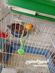  8 أكثر من 14جوز  موجود أكثر من20مخلف