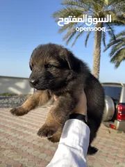  1 Pure German Shepherd Puppies - Pre-Booking (Pick-up 1/May) جرو جيرمن شيبرد - (تاريخ الاستلام 1/مايو)