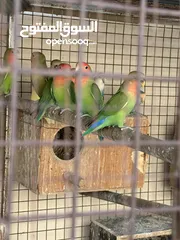  5 طيور روز للبيع