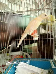  22 جوز كنار بناديق  شغال مع فرخهن