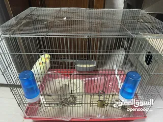  5 ببغاء  كوكتيل بدون قفص