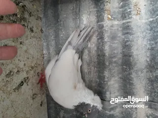  20 متاح  جواز  حمام الماني  كلو شغال جوز بلوني احمر تحته بيض وطيره مزهوراي حمره مع فرخها  وطيره مسوداي