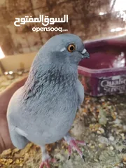  7 طواير للبيع