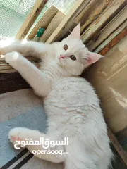  6 قطط شيرازي للبيع