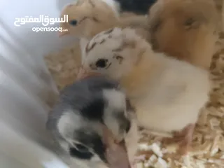  2 صيصان بلدي للبيع صحه نظيفه