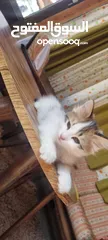  3 عندي قطه انثى عمرها شهرين متعوده على اكل البيت ودراي فود ومتعوده على لتر بوكس ..