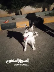  4 60 دينار اردني