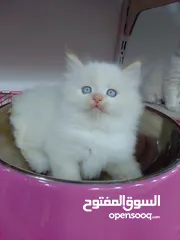  15 قطط  هملاية و شرازي  مستوى علي