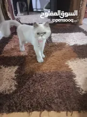  1 بسه هملايا صحه ونظافه