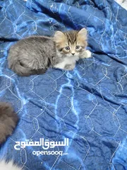  5 5 قطط للبيع موجودين في عناتا ضوحي القدس